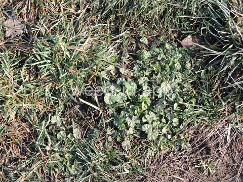 mallow, common